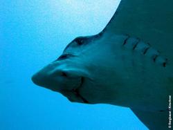 Tobago Dive Centre - Extra Divers, Eagle Ray